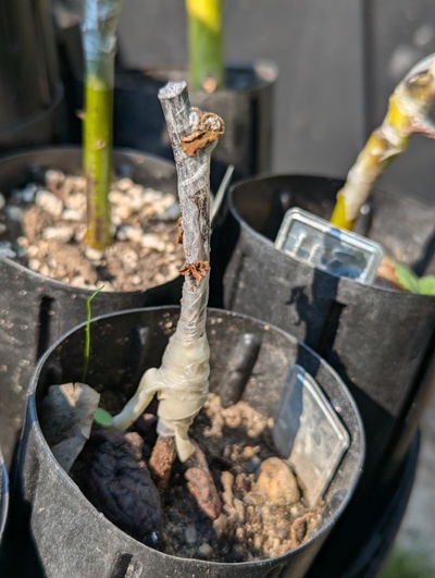 (September 6, 2024) Update -- Graft has failed and maybe the roots are dead too.