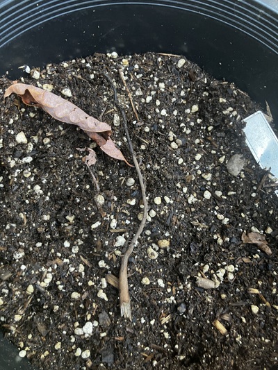(September 7, 2024) Dead -- Died a month and a half ago upon transplant. I have no photo of it as i threw the dead plant out on accident 