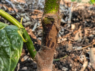 (September 7, 2024) Update -- This tree has grown very nicely this year. The frost damage near the graft union appears to be healing, albeit slowly.