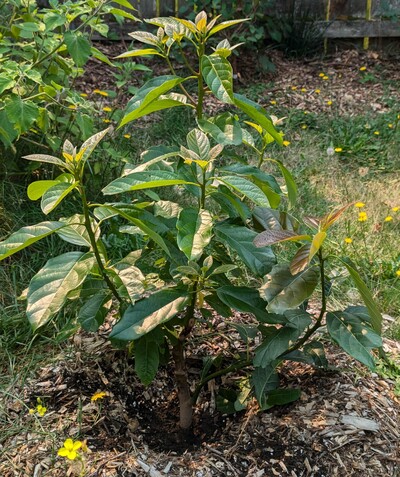 (September 7, 2024) Update -- Very healthy regrowth on the outdoor tree this year despite some lingering damage on the trunk near the graft union.