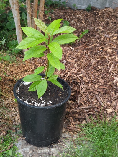 (September 10, 2024) Update -- Potted up 