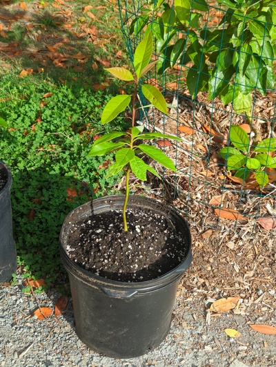 (September 10, 2024) Update -- Potted up