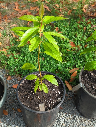 (September 10, 2024) Update -- Potted up