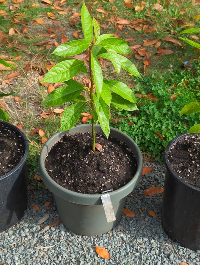 (September 10, 2024) Update -- Potted up