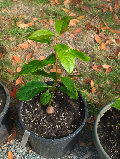 (September 10, 2024) Update -- Potted up