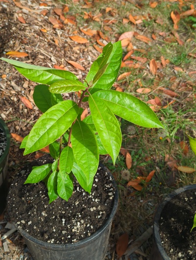 (September 10, 2024) Update -- Potted up