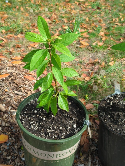 (September 10, 2024) Update -- Potted up