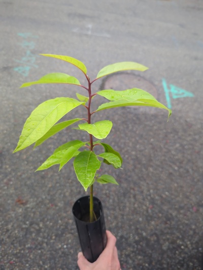 (September 15, 2024) Tree assigned -- ...and distributed.