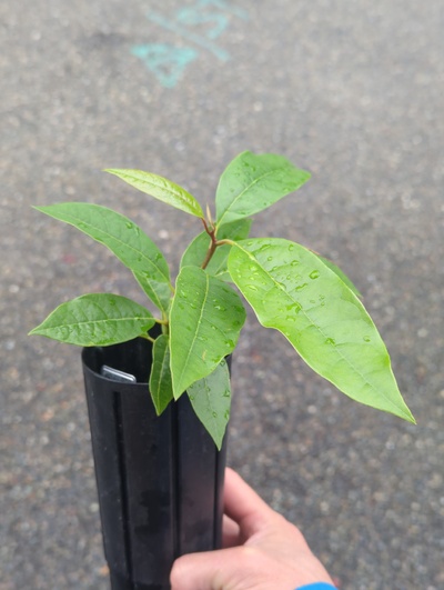 (September 15, 2024) Tree assigned -- ...and distributed.