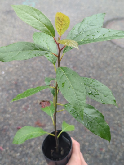 (September 15, 2024) Tree assigned -- ...and distributed.