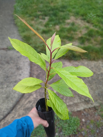 (September 15, 2024) Tree assigned -- ...and distributed.