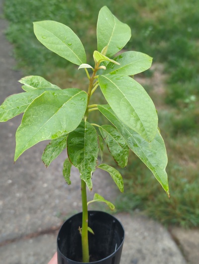 (September 15, 2024) Tree assigned -- ...and distributed.