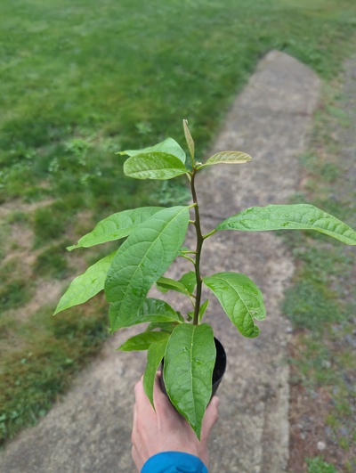 (September 15, 2024) Tree assigned -- ...and distributed.