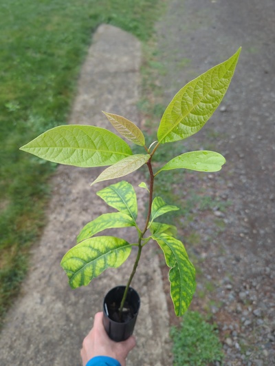 (September 15, 2024) Tree assigned -- ...and distributed.