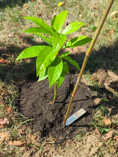 (September 15, 2024) Tree assigned -- ...and distributed.