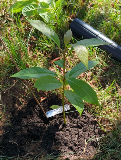 (September 15, 2024) Tree assigned -- ...and distributed.