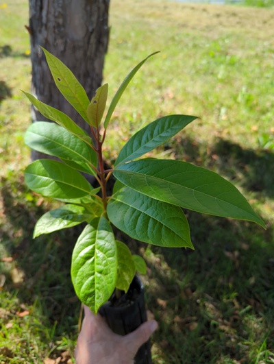 (September 15, 2024) Tree assigned -- ...and distributed.