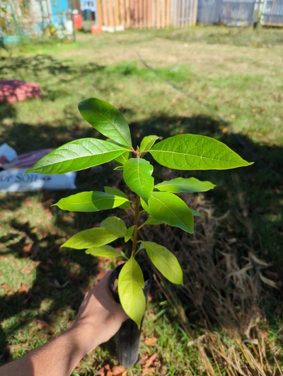 (September 15, 2024) Tree assigned -- ...and distributed.