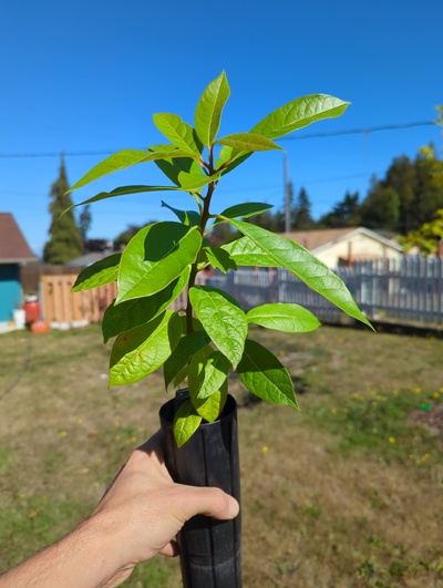 (September 15, 2024) Tree assigned -- ...and distributed.
