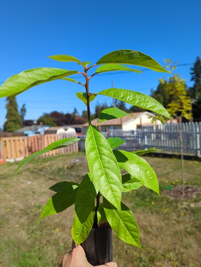 (September 15, 2024) Tree assigned -- ...and distributed.