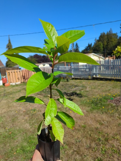 (September 15, 2024) Tree assigned -- ...and distributed.