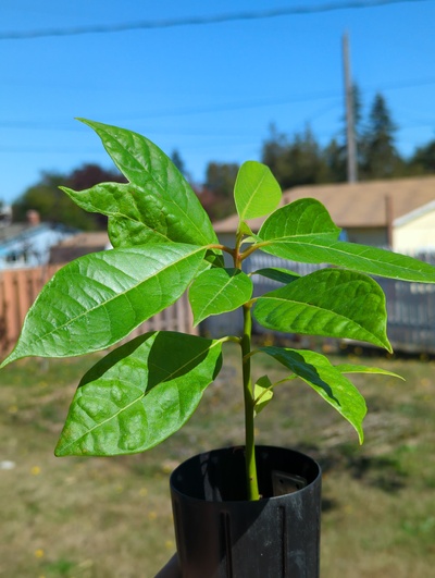 (September 15, 2024) Tree assigned -- ...and distributed.