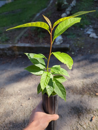(September 15, 2024) Tree assigned -- ...and distributed.