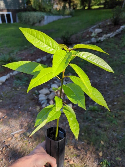 (September 15, 2024) Tree assigned -- ...and distributed.