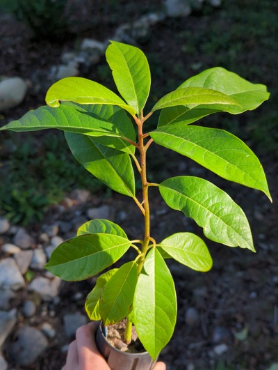 (September 15, 2024) Tree assigned -- ...and distributed.