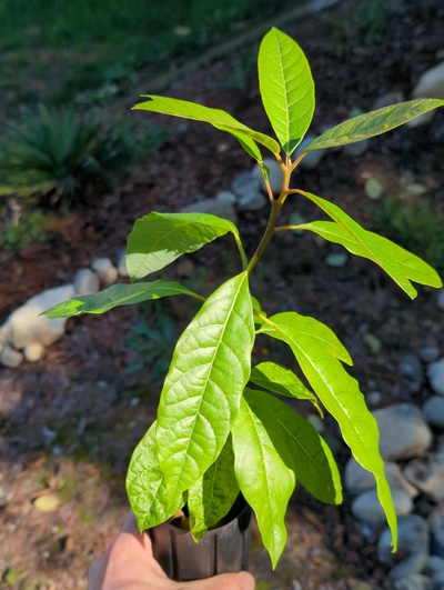 (September 15, 2024) Tree assigned -- ...and distributed.