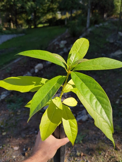 (September 15, 2024) Tree assigned -- ...and distributed.