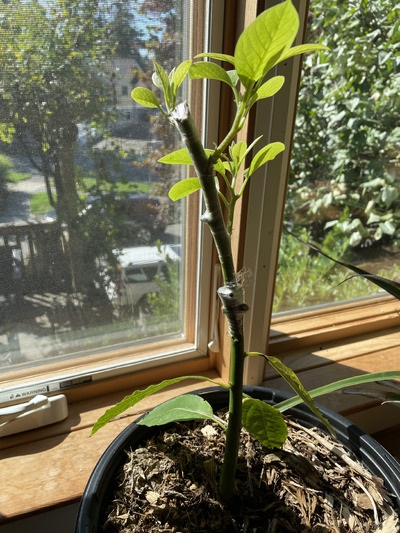 (September 19, 2024) Graft is mostly healed and growing. -- The tree grew to be about 2.5 feet tall before I cut it and grafted it.