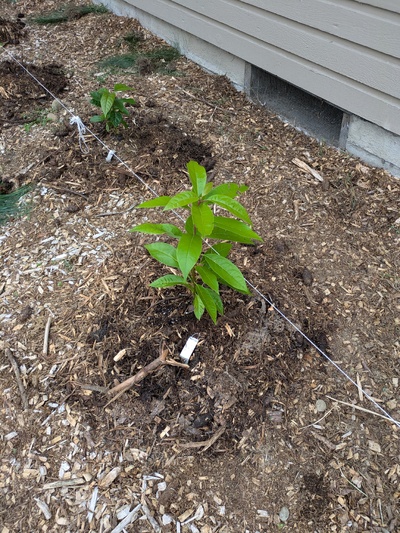 (September 22, 2024) First in-ground report -- Planted in well.