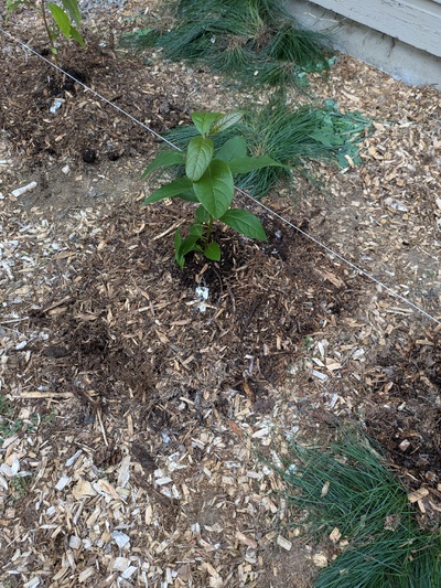 (September 22, 2024) First in-ground report -- Planted in well.