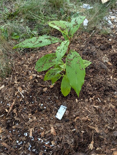 (September 22, 2024) First in ground report -- Planted in great.