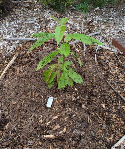 (September 22, 2024) First in ground report -- Planted well.