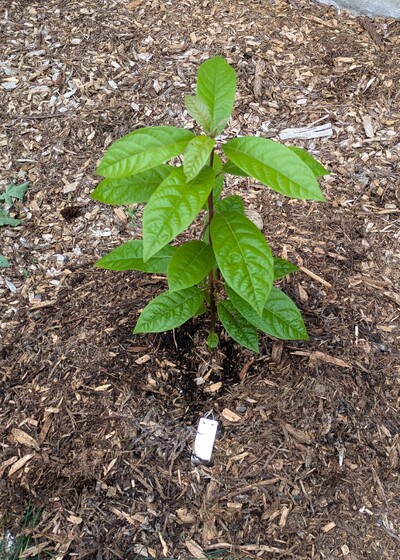 (September 22, 2024) First in ground report -- Planted in well.