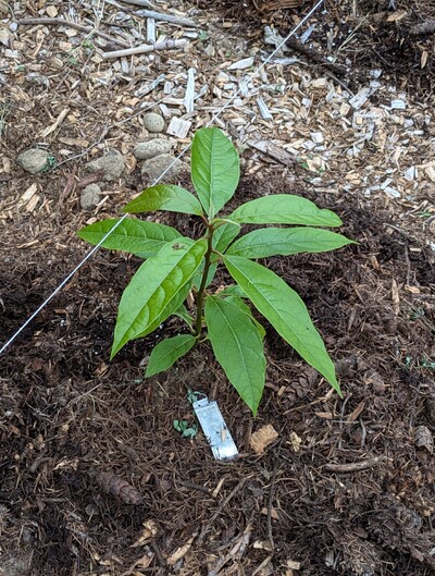 (September 22, 2024) First in ground report -- Planted well.