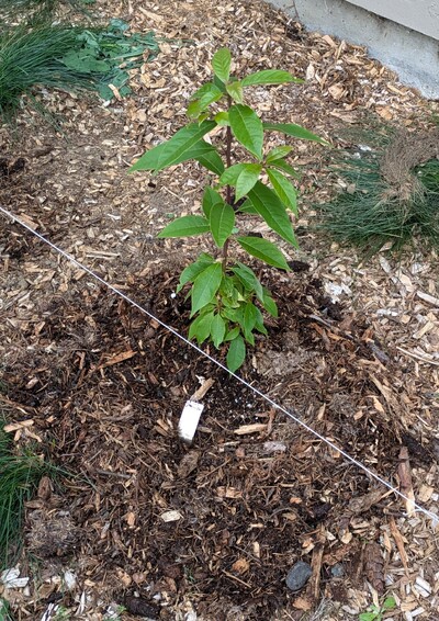 (September 22, 2024) First in ground report -- Planted well.