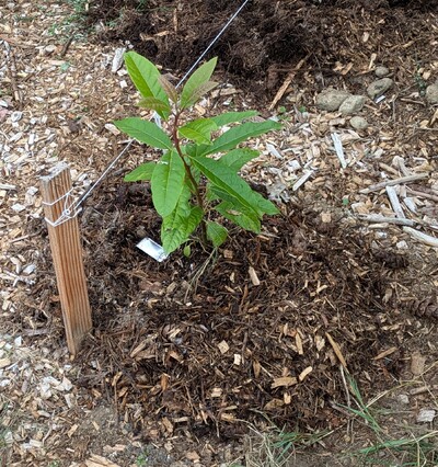 (September 22, 2024) First in ground report -- Planted well.