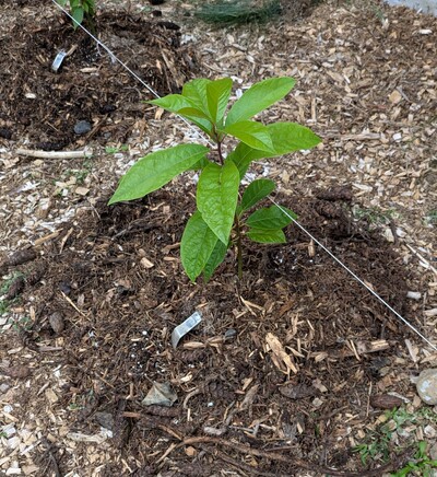 (September 22, 2024) First in ground report -- Planted out well.