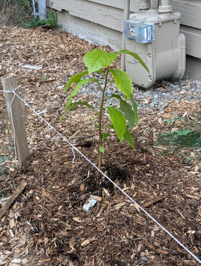 (September 22, 2024) First in ground report -- Planted out well.