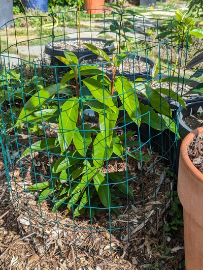 (September 23, 2024) Update -- Still actively growing.