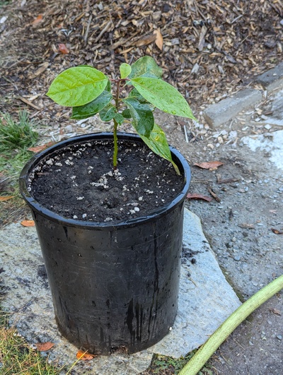 (October 4, 2024) Update -- Potted up