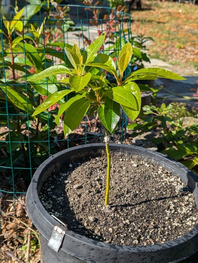 (October 6, 2024) Update -- Fall flush still growing.