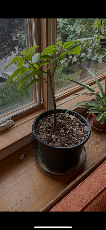 (October 8, 2024) More growth from graft! -- It grew more 