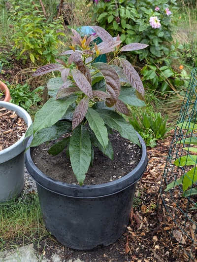 (October 11, 2024) Update -- Still growing vigorously, despite some minor toddler damage.