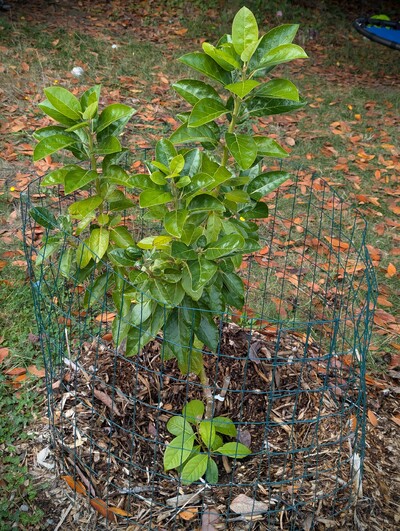 (October 11, 2024) Update -- The rootstock branches are starting a fall flush even though the Poncho graft looks to be fully dormant already.