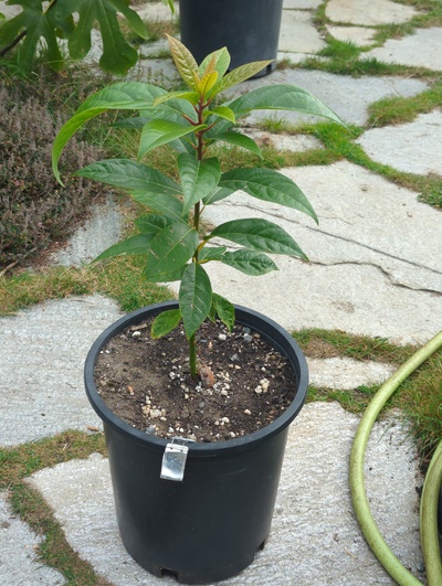 (October 15, 2024) Tree assigned -- ...and distributed.