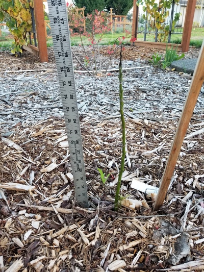 (October 23, 2024) Photo/Plant Update -- The tree did not grow at all during the summer/ early fall. It dropped all its leaves and appears to be dying from the top down. Earlier in the season there was an earwig infestation that may have stunted the growth or perhaps the tree does not like the location/soil conditions. In any case the tree doing quite poorly.